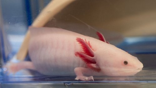 Forscher entschlüsseln Axolotl-Geheimnis