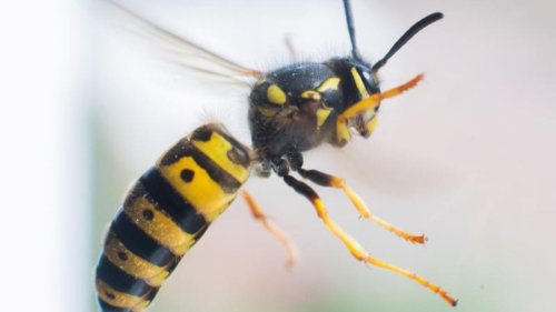  Warum sind Wespen im Hochsommer so aggressiv?