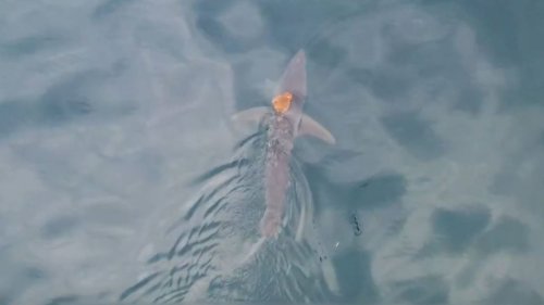 Oktopus reitet auf schnellster Hai-Art der Welt
