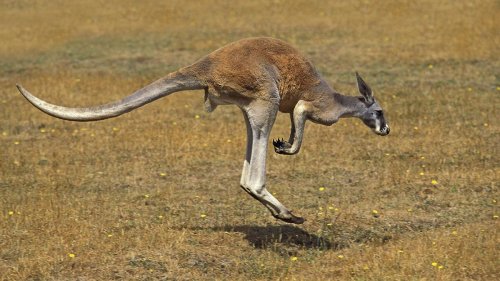 Warum hüpft das Känguru? Forscher haben einen Verdacht