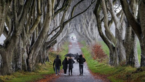 Bäume in berühmter "Game of Thrones"-Allee gefällt