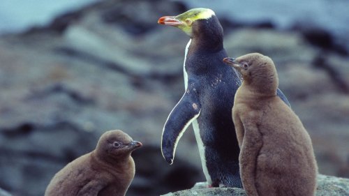 Forscher finden wohl Ursache für Pinguin-Sterben