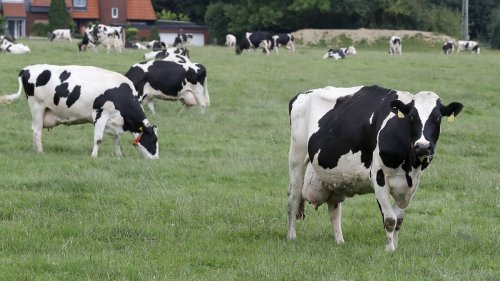 Startup entwickelt Antibitioka-Alternative aus Kuhmilch