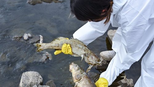 Fische in der Oder starben nicht an Quecksilber