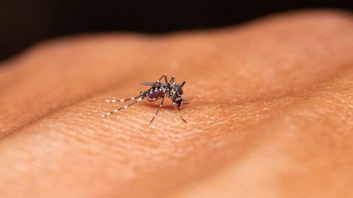 Denguefieber-Fälle steigen in Deutschland rasant an