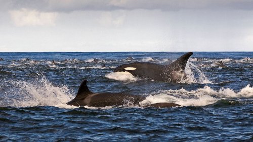 Orca-Pärchen macht Jagd auf Weiße Haie