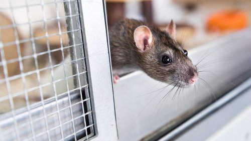 Frau lebte mit 800 Ratten zusammen