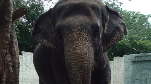 "Traurigster Elefant der Welt" in Zoo gestorben