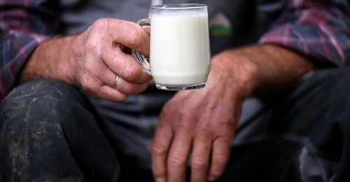 Milchwirtschaft: 850 heimische Bauern stellten 2024 ihre Produktion ein