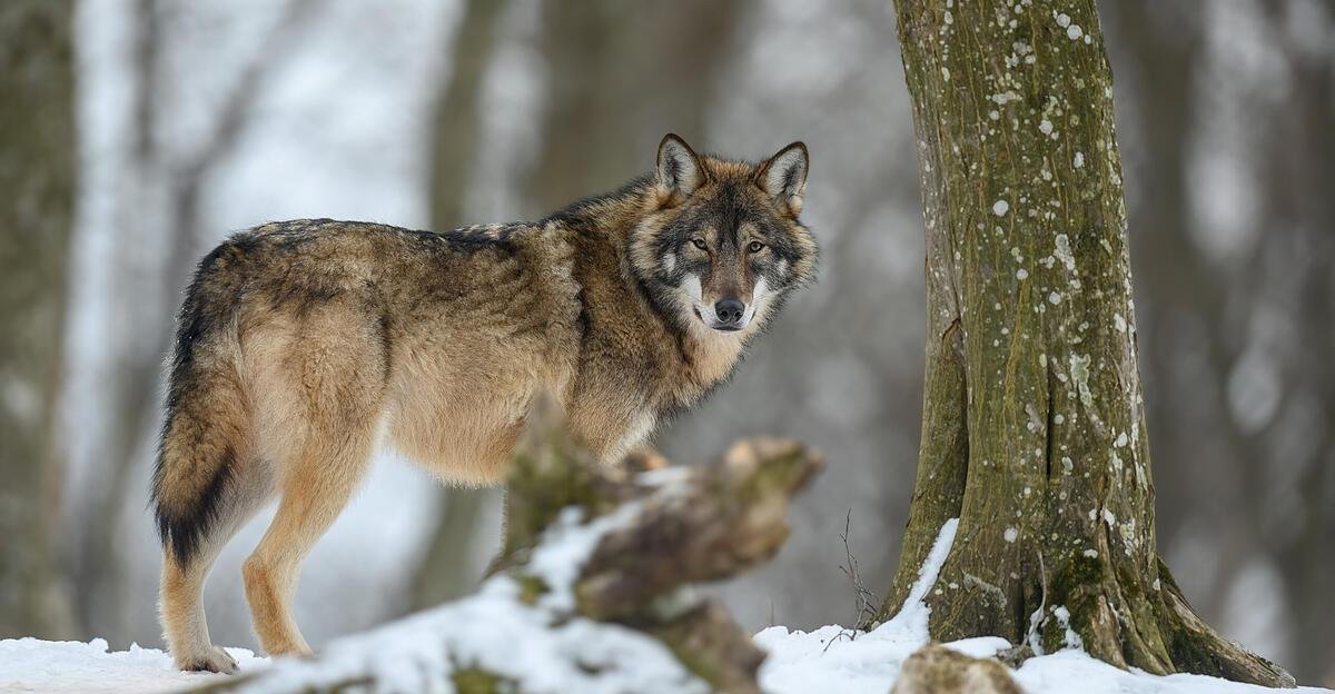Rückkehr der Wölfe in Europa: 58 Prozent mehr Tiere als vor 10 Jahren