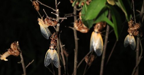 Horrorszenario für Insektenhasser: Doppelte Zikaden-Invasion steht bevor