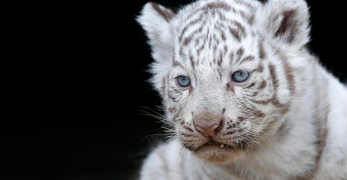 Weißes Tigerbaby kämpft ums Überleben