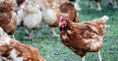 WHO besorgt: Vogelgrippe wird zur "Tierpandemie"