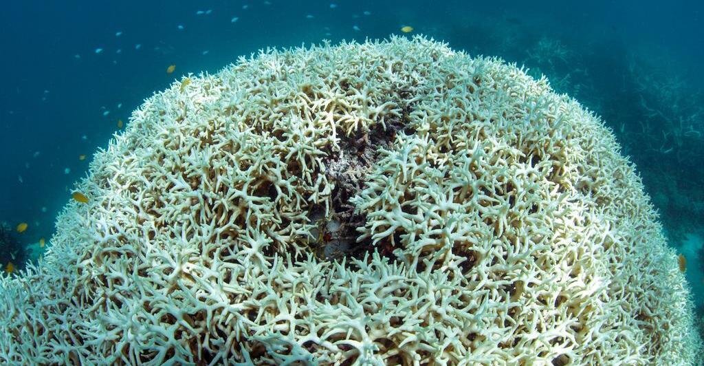 "Schockierende" Korallenbleiche vor Westküste Australiens beobachtet
