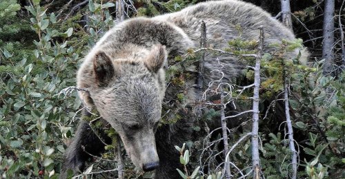 Paar mit Hund von Grizzlybär getötet