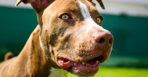Amerikaner wurde in Bett von seinem Hund angeschossen