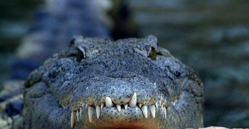 Krokodil tötete Schwimmer in Indonesien