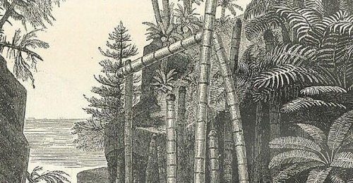 Nach der Klimakatastrophe wuchs ein anderer Wald