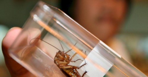 Zoo-Aktion zum Valentinstag: Kakerlaken nach Ex taufen
