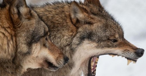Schnellerer Wolfsabschuss: EU-Länder stimmen Gesetzesänderung zu