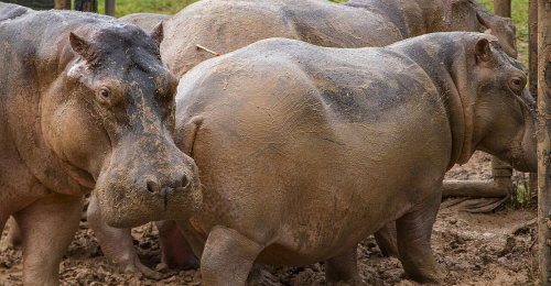 Nilpferde auf Farm von verstorbenem Drogenbaron Escobar sterilisiert