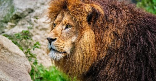 Löwe tötete in Kenia 14-jähriges Mädchen