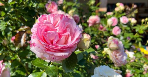Rosen richtig pflegen: Sieben Tipps