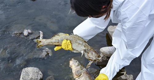 Fischsterben in der Oder: Ölsperren gegen Kadaver-Ausbreitung