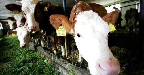 "Unnötige Aktion": Bauern ärgern sich über Preissenkung bei Butter