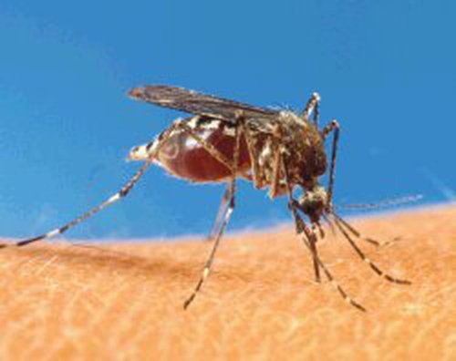 Época de lluvias también es época de dengue, ¡no se descuide!