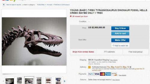 На eBay продают окаменелость тираннозавра рекса
