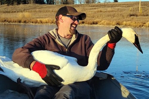 Swan gets ‘second-chance at life’ after being rescued near 100 Mile