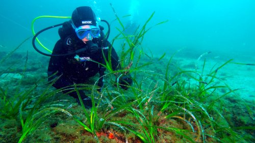 Rinasce a Napoli la pianta marina che "combatte" i cambiamenti climatici