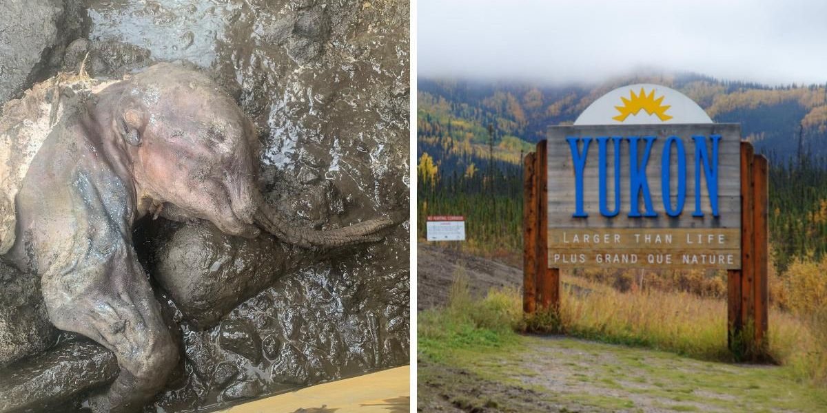 A Mummified Baby Woolly Mammoth Was Just Unearthed In Yukon It's A Rare Discovery