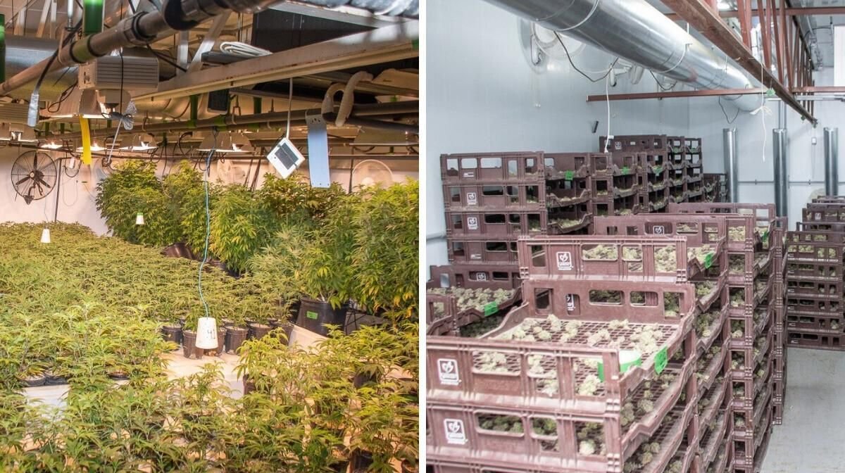 Démantèlement historique de plantations de cannabis à Laval : Les saisies évaluées à 8M$