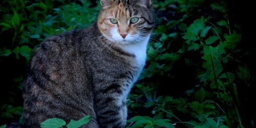 Cats Are 'Likely' Spreading A Dangerous Parasite Across Canada Says A New Study