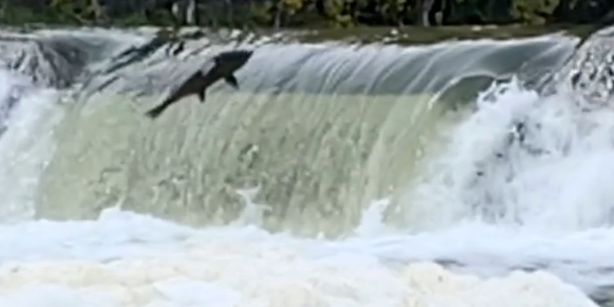 This Video Of Toronto Salmon Flopping Through The Air In Slo-Mo Is Mesmerizing (VIDEO)