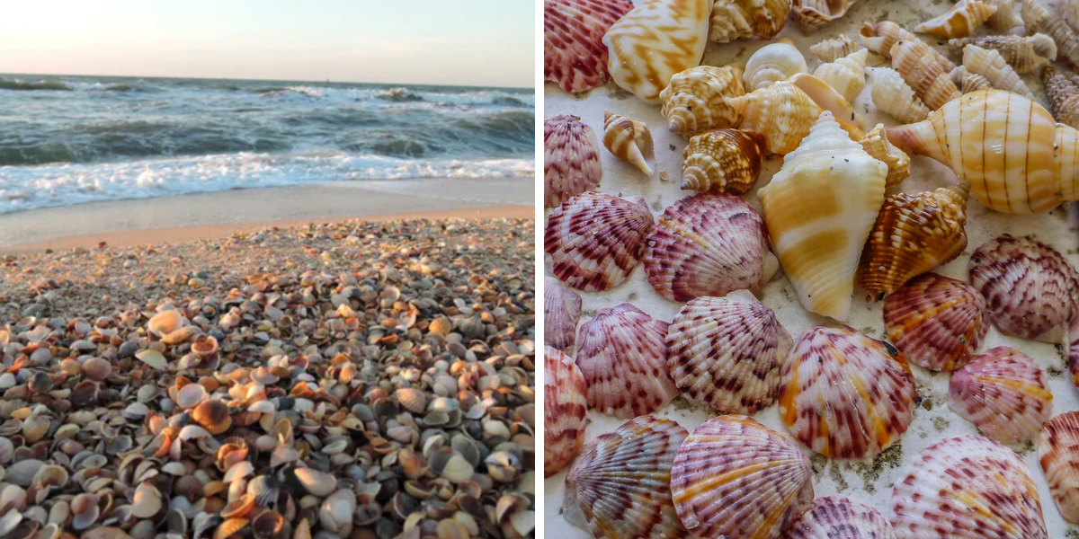 The 7 Best Shelling Beaches in Florida