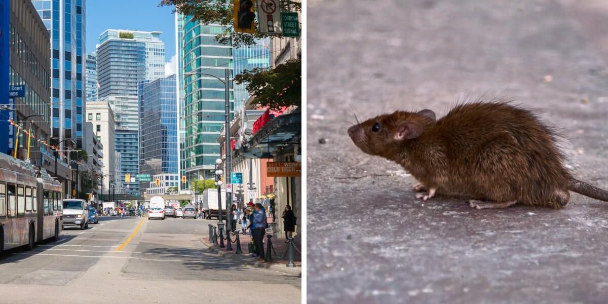 Vancouver Is The Second 'Rattiest City' In Canada & Other Cities In BC Made The List Too