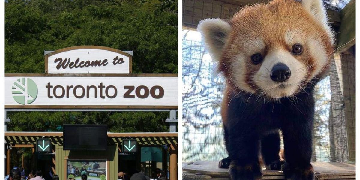 You Can Finally See Animals At The Toronto Zoo This Month But Not Like You’re Used To