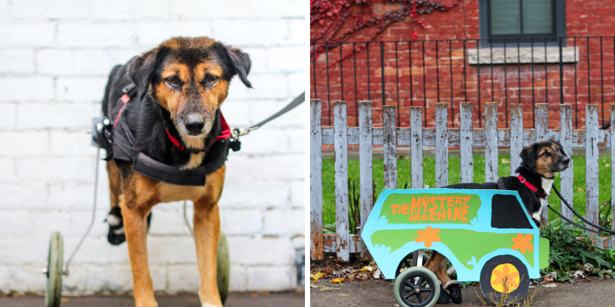 This Adorable Disabled Toronto Dog Is Looking For A Home But No One Wants Him Yet