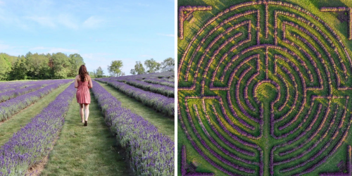 This Ontario Lavender Farm Has A 'Reflection Labyrinth' That's Like A Floral Dreamland