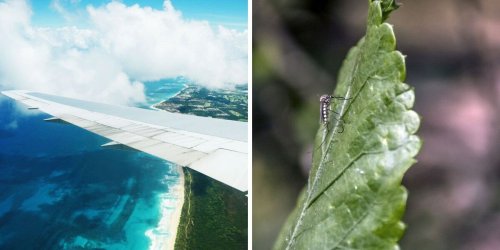 Virus chikungunya : Le Canada met à jour ses conseils aux voyageurs pour 157 pays