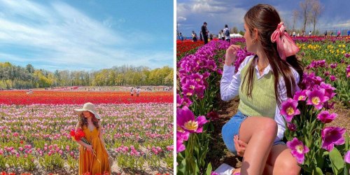 8 dreamy tulip farms around Ontario that will take you on a mini spring trip to Europe