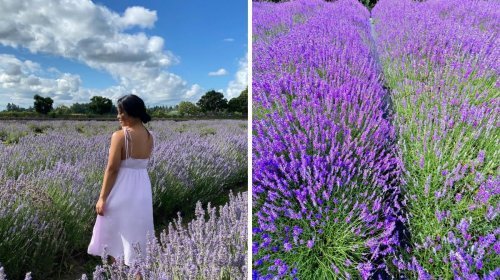 9 Lavender Farms In BC Where You Can Be Surrounded By Chill Vibes All Day Long