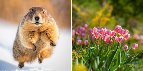 Prédictions du printemps 2023 : La marmotte du Québec meurt et ça n'annonce rien de bon