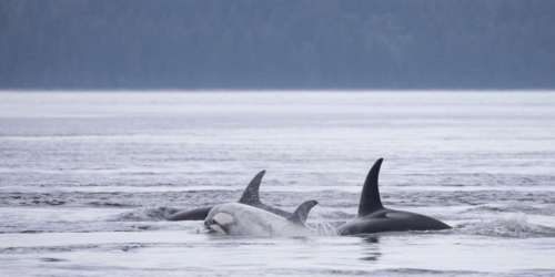 A 'Rare White Orca' Was Spotted Off BC's Coast & It Came A Long Way (PHOTOS)