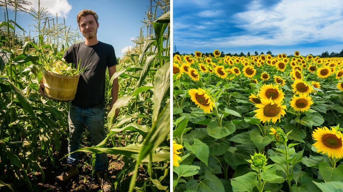 Un labyrinthe dans un champ de tournesols de 200 000 pieds carrés ouvre à Laval cet été