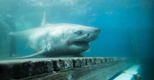 Un grand requin blanc a été aperçu dans les eaux du golfe Saint-Laurent ce week-end