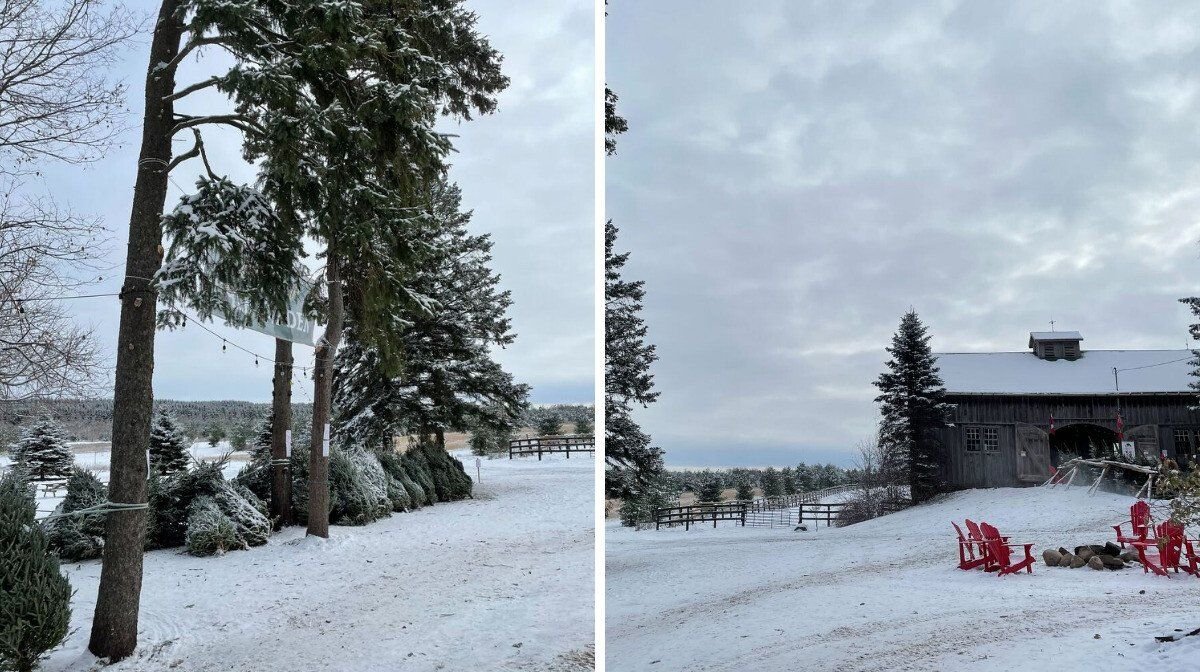 Christmas Tree Farm Near Toronto Is A Winter Wonderland & It's Worth Taking A Day Off Work To Go